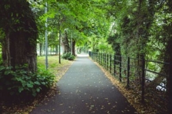 Image of path passing through forest